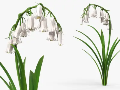 Campanula Bellflower Plant with Green Leaves White 3D model