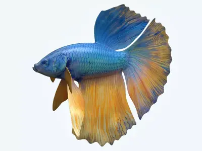 Betta Fish 10 3D model