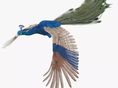 Peacock peafowl bird rigged 3d model Low-poly 3D model