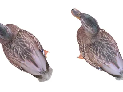 Mallard Duck Female 3D model