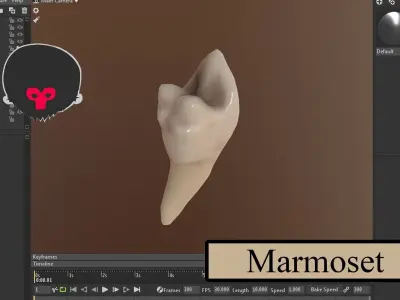 Great Teeth Pack Low-poly 3D model