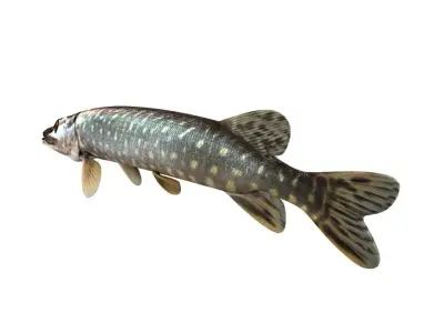 Pike Fish Esox Lucius 3D model