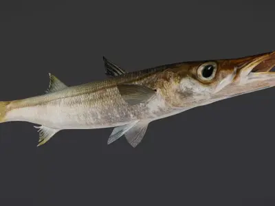 Realistic Red Barracuda Animated 3D model