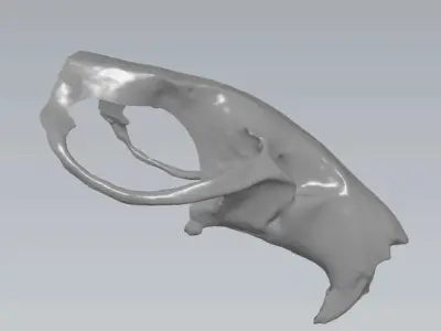 MakeIT  Rat Skull 3D Model  3D model