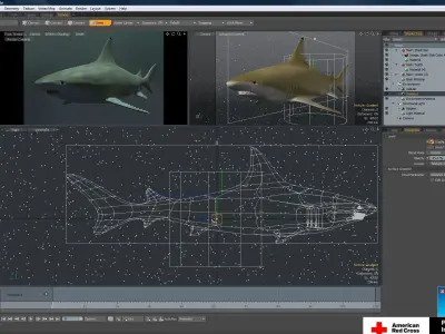 Black Tip Reef Shark 3D model