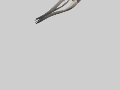 Falcon Stomach 3D model