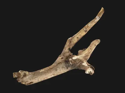 Tree branch 3d scan 3D model