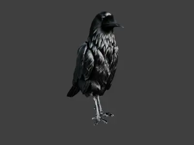 Crow Bird Low-poly 3D model