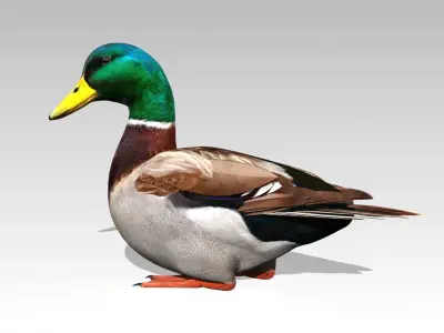Mallard Duck Low-poly 3D model