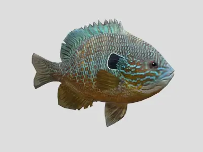 Redear Sunfish Realistic Animated Low-poly 3D model