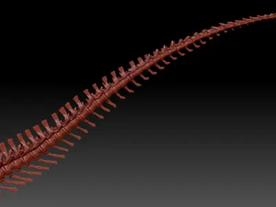 Dinosaur Giganotosaurus Tail Set Skeletons 3D model