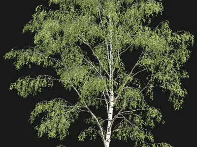 Birch forest part 03 3D model
