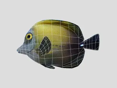 Brown tang Realistic Animated Low-poly 3D model