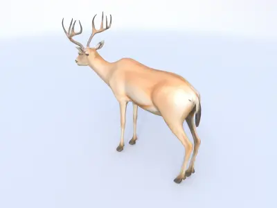 Saiga Antelope 3D model