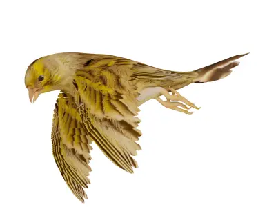 Canary Bird Low-poly 3D model