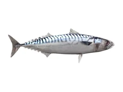 Mackerel Fish 3D model