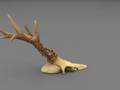 Deer skull with horns 01 high-poly 3D model