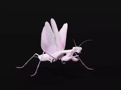 Pink Orchid Mantis Insect Low-poly 3D model