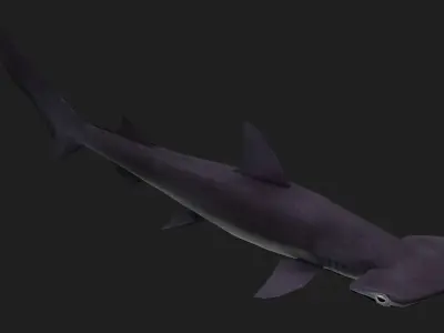 Shark Low-poly 3D model
