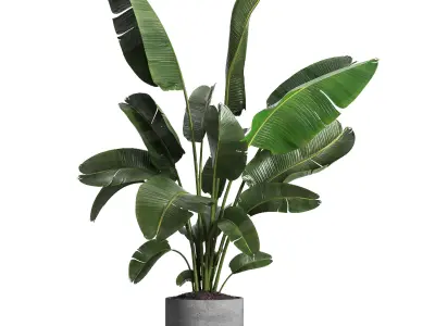 indoor plant 030 3D model
