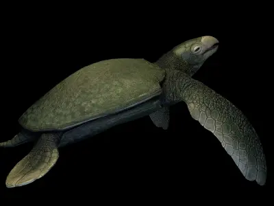 Archelon Asset Pack Low-poly 3D model