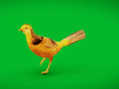 Chinese Golden Pheasant Bird Low-poly 3D model