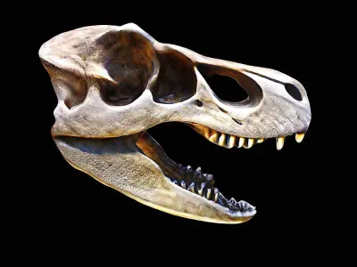 t-rex skull 3D model