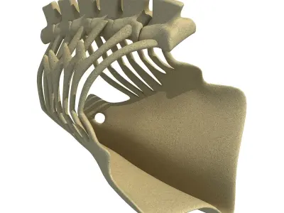 Eagle Ribcage Skeleton 3D model