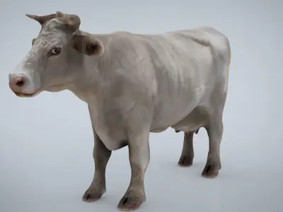 WHITE COW Low-poly 3D model