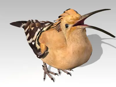 Hoopoe Low-poly 3D model