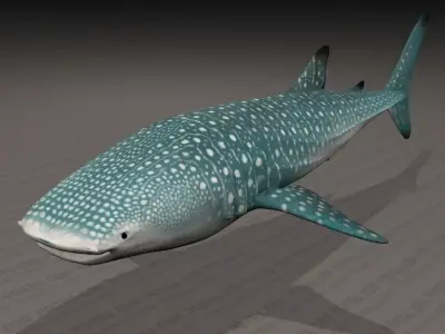 Whale Shark - Rhincodon Typus - Adult Male - Textured  3D model