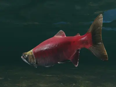 Sockeye Salmon Low-poly 3D model