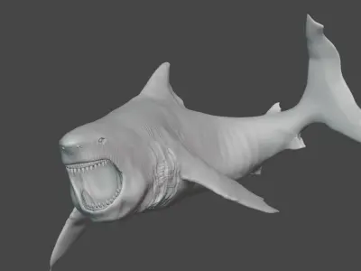 Great White Shark - 3D Model 3D model