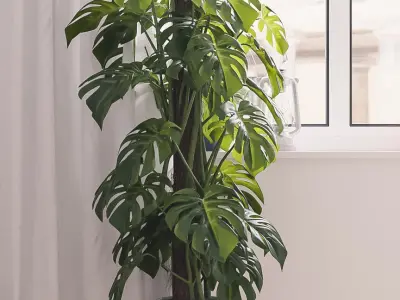 Mostera 3D model