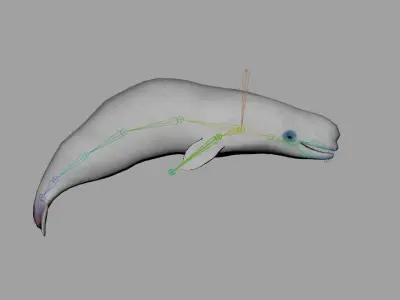 Beluga Realistic Animated  Low-poly 3D model
