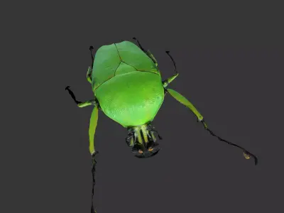 Dicronorhina Micans Male 3D model