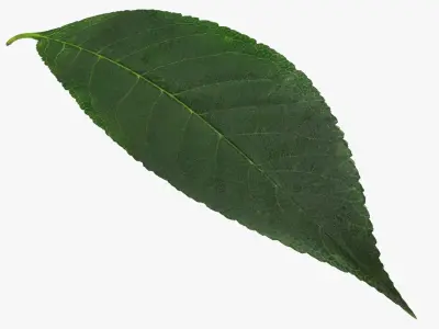 Cherry Leaf 3D model