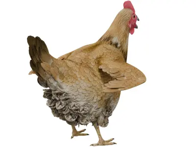 Chicken 3D model