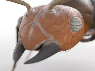 Ant Insect Low-poly 3D model