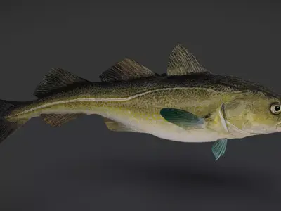 Realistic Atlantic Cod Animated 3D model