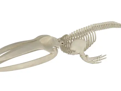 Blue Whale Skeleton 3D model