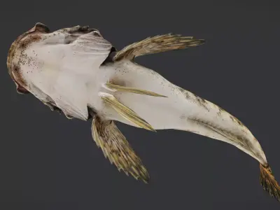 Realistic Freshwater Sculpin Animated 3D model