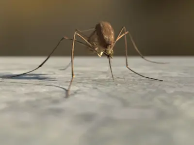 Mosquito 3D model