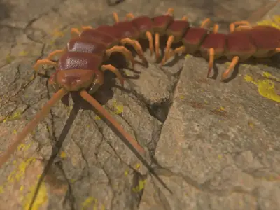 Centipede Rigged and Animated 3D model Low-poly 3D model