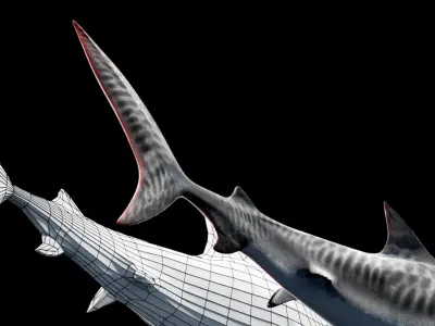 Animated Tiger Shark Low-poly 3D model