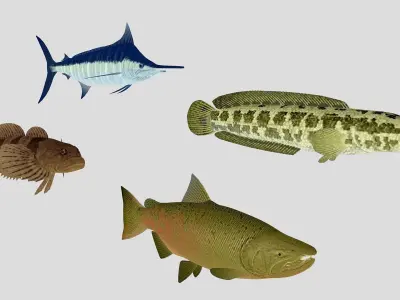 Fish Collection 03 Low-poly 3D model
