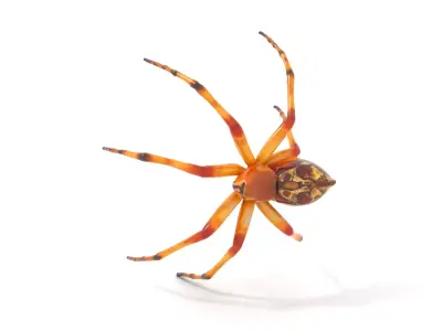Desert Arachnid model pack Low-poly 3D model