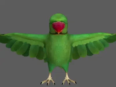 Green Parrot 3D model