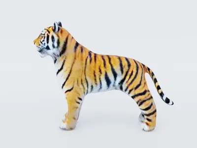 Tiger Free 3D model
