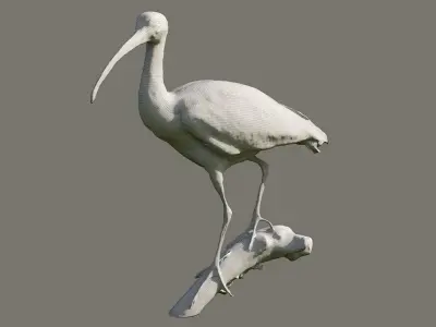 Scarlet Ibis 3D model
